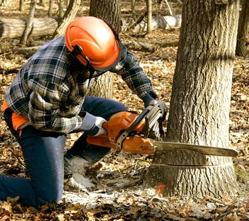 Tree Removal in Glen Haven, CO